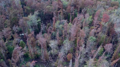 Aerial-over-northern-Florida-deciduous-and-coniferous-forest,-several-years-after-major-hurricane