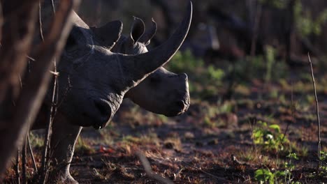 Close-up-of-female-White-Rhino-with-long-horn-in-front-of-young-calf-walking-out-of-frame,-leaving-backlit-dust-at-sunset