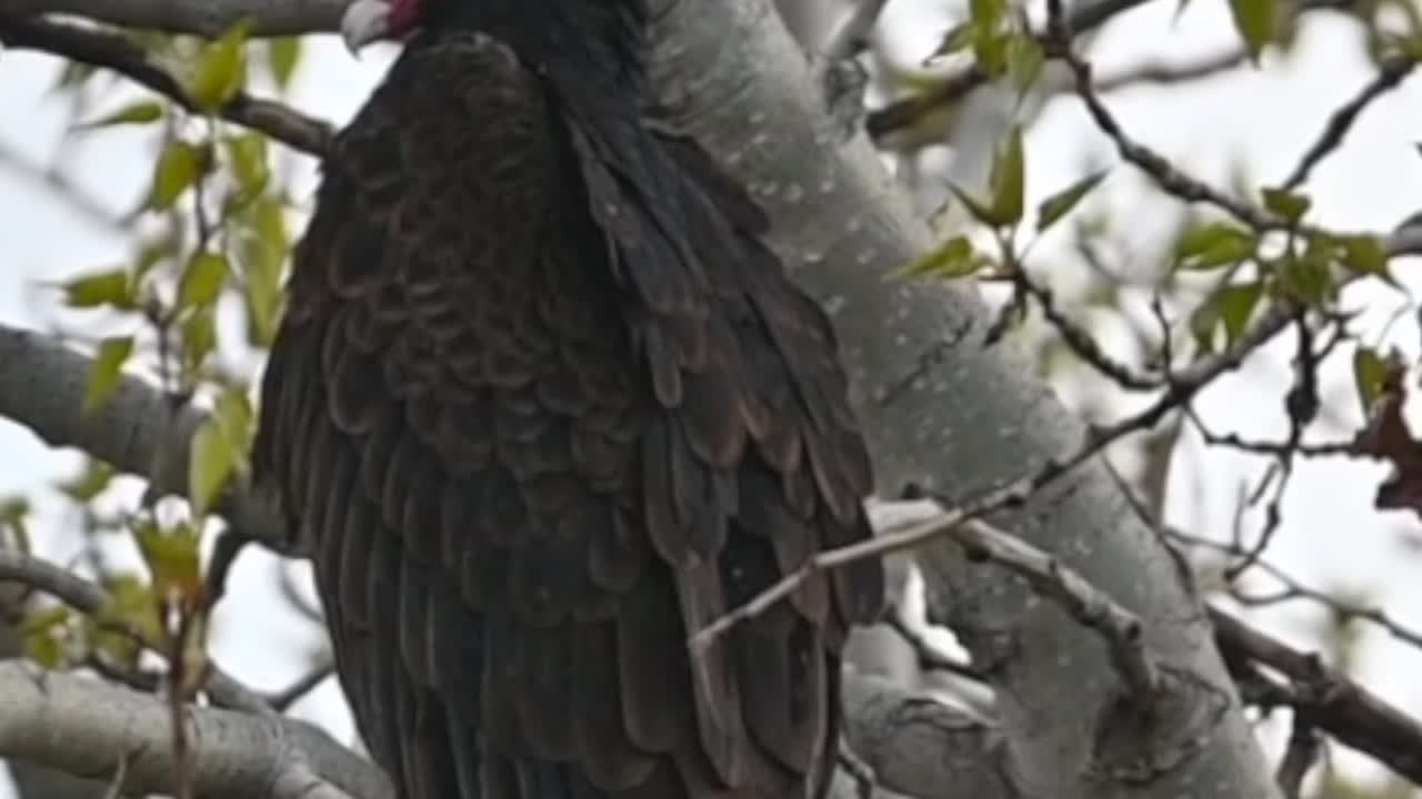 una fotografía detallada de buitres de pavo posados juntos en un árbol dentro de kamloops, bc.