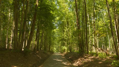 small street in the middle of the forest with dense forest on a sunny day