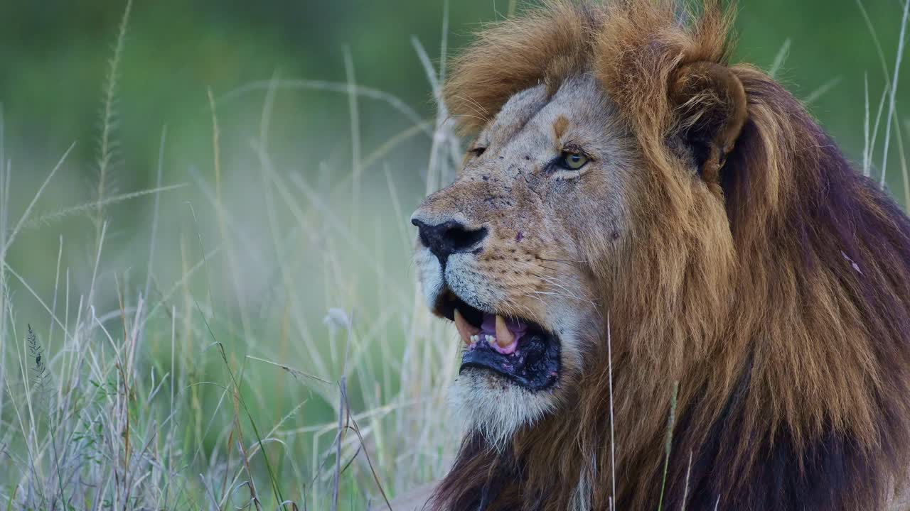 cámara lenta de la reserva nacional de masai mara león macho retrato en primer plano de un animal de safari de vida silvestre africana en kenia, áfrica, hermoso gato grande en masai mara, ángulo bajo del depredador de los cinco grandes