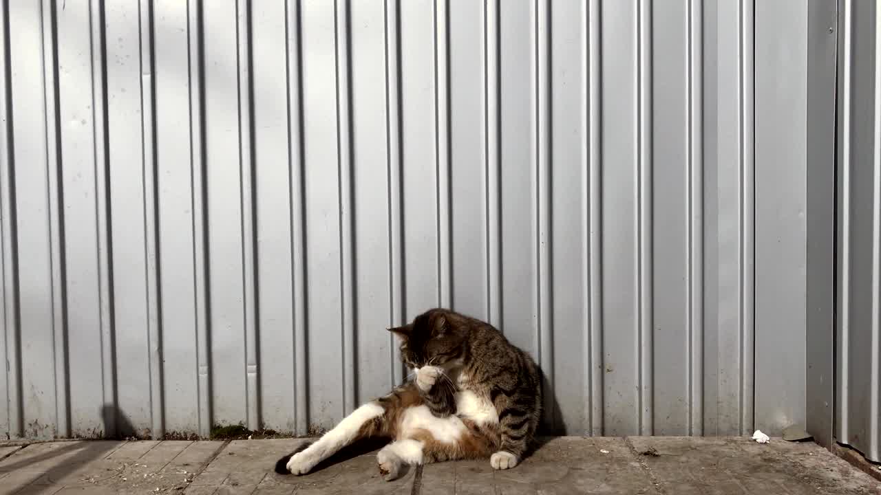 고양이 기, 고양이 세탁, 기 앉는