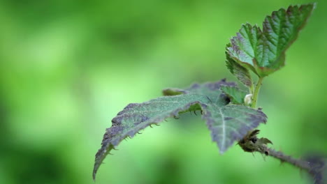 A-thorny-leaf-and-stem-remains-virtually-motionless