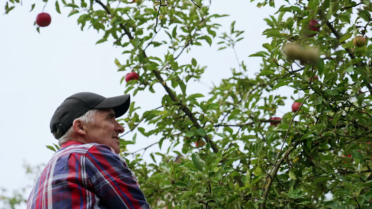 Mature male farmer wearing a cap reaches high to get an apple from a tree. Fruit harvesting season in autumn.
