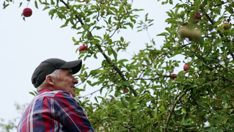 mature male farmer wearing a cap reaches high to get an apple from a tree. fruit harvesting season in autumn.