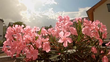 Lapso-De-Tiempo-Del-Sol-Brillante-En-Una-Hermosa-Flor-De-Adelfa-Rosa-Desde-Una-Posición-Más-Baja