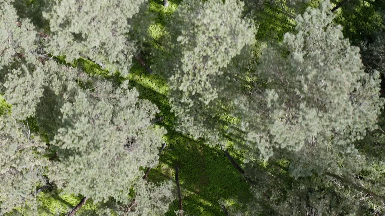 ⁇ 빛이 넘치는 봄 숲 위 에 나무 꼭대기 의 밀집 한 잎자루