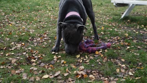 stafford dog in a park sniffing his toy