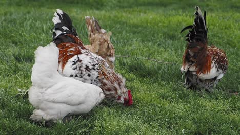 chickens in a field
