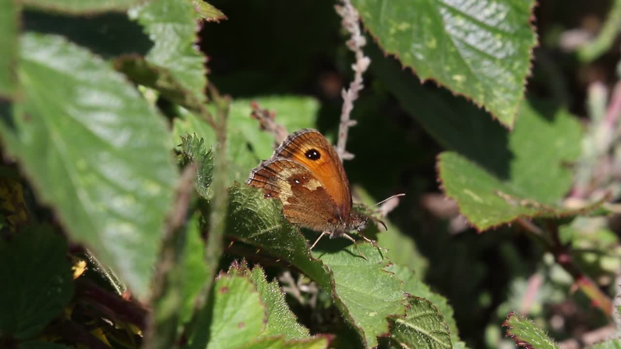 Panico, Pyronia tithonus