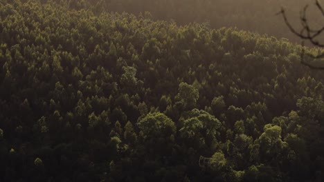 Entspannender-Spätnachmittag-Mit-Dem-Abendlicht,-Das-Durch-Die-Waldbäume-Bricht