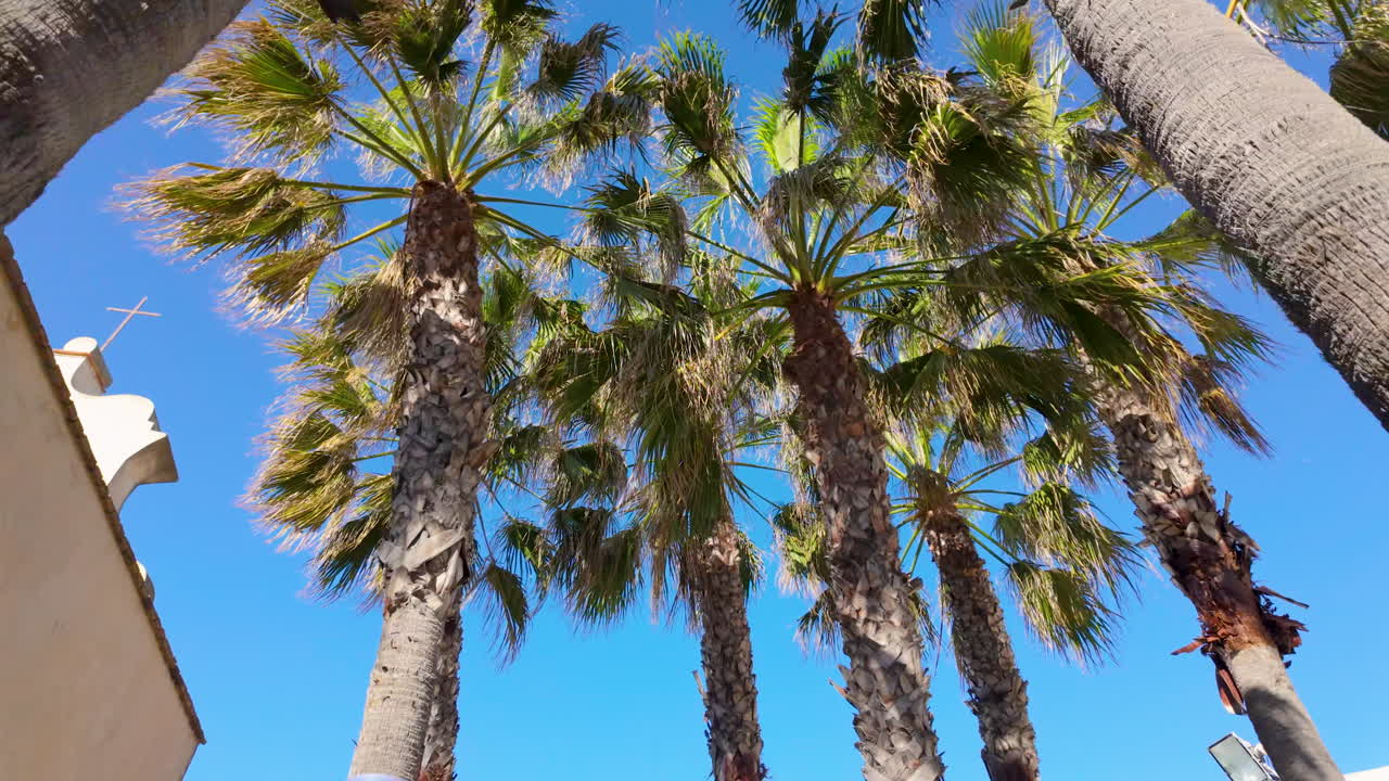 mirando hacia arriba desde abajo, un racimo de altas palmeras llena el marco, situado contra el vibrante cielo azul, que representa el clima soleado y cálido típico de cádiz