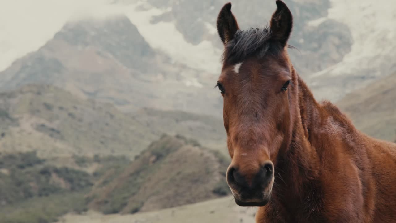 Majestic Brown Horse in Mountain Landscape