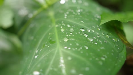 a close up slow motion dolly shot of a lush green leaf with water drops on it