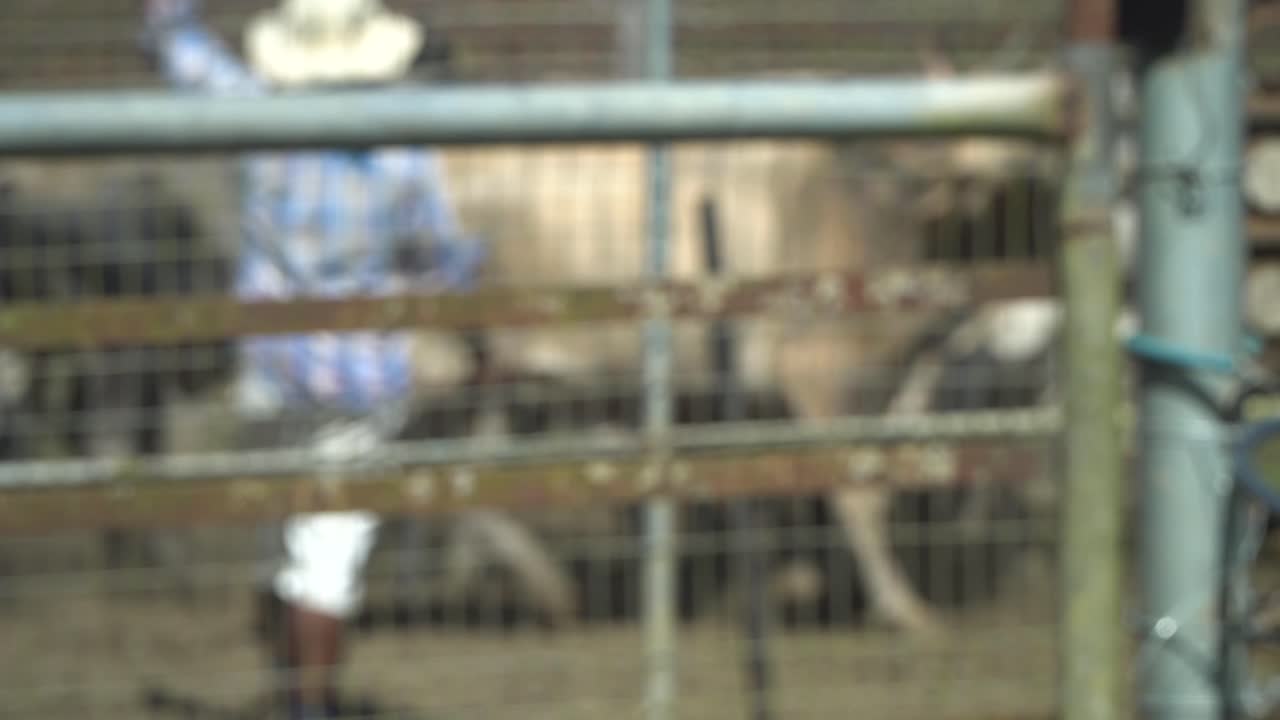Unscharfer Hintergrund von Rindern, die von einem Mann in einem Pferch zusammengetrieben werden.