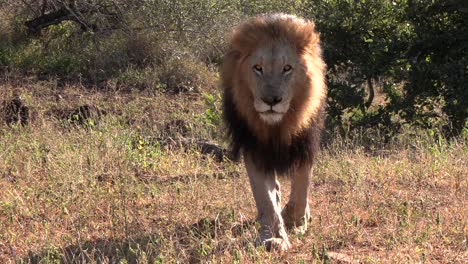 A-male-lion-is-walking-out-of-the-bush-towards-camera