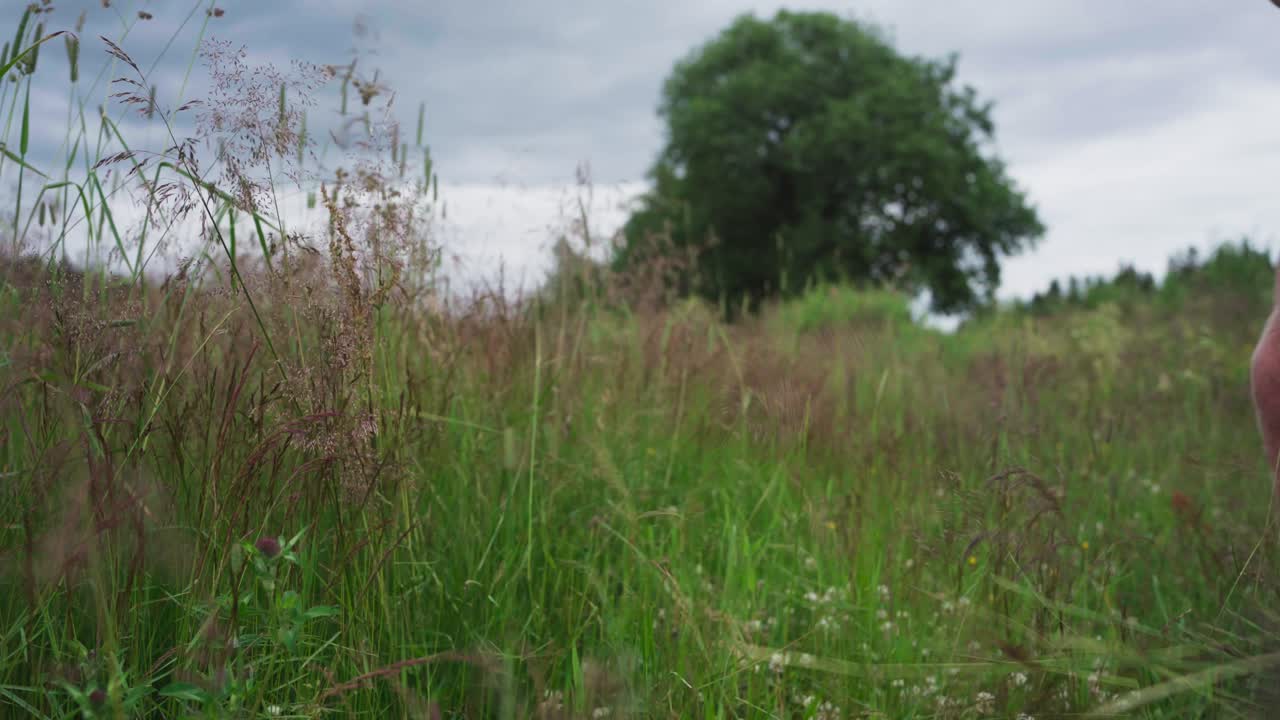 человек с косой, режущий траву на ферме