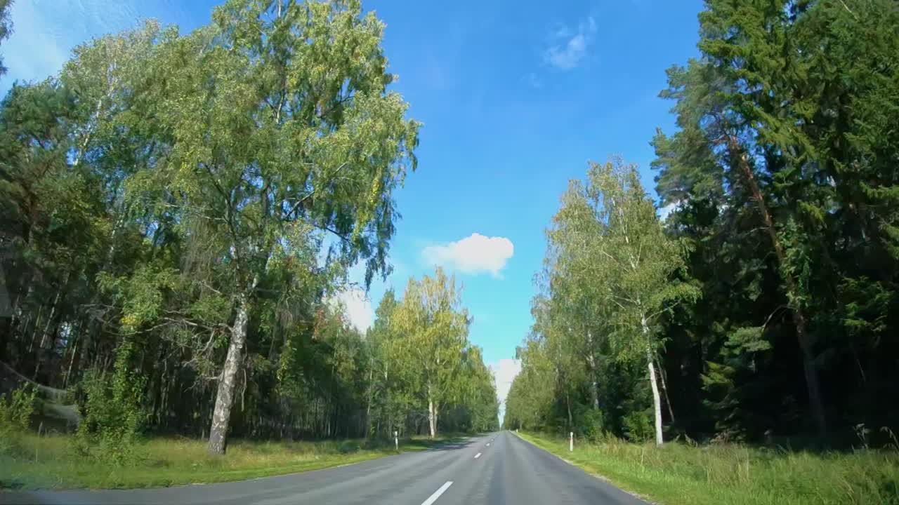 Asphalted forest road in summer