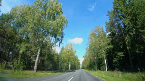asphalted forest road in summer
