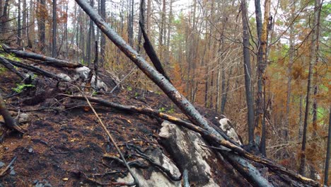 Área-Forestal-Que-Ha-Sido-Afectada-Por-Un-Incendio-Forestal.