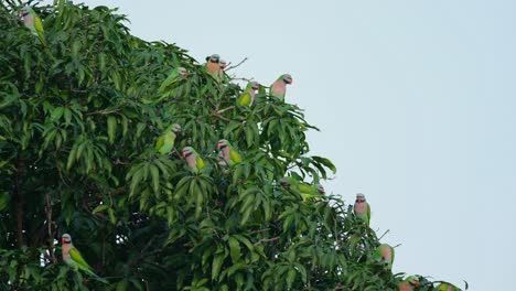 flock enjoying the morning cold while perched on their own positions while one bird flies up to reposition, red-breasted parakeet psittacula alexandri, thailand