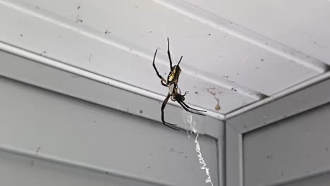 black and yellow garden spider in center of web outside house weaving arms to reinforce its creation webbing closeup argiope aurantia creepy predator nature wildlife bugs