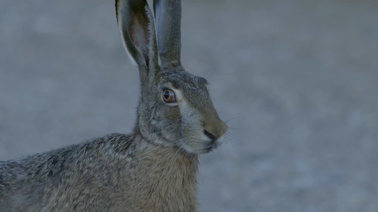 Wild hare running and eating on the road slow motion with big eyes