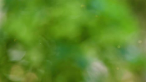 Abstract forest bokeh motion background