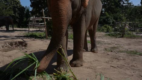 tilt up of an elephant picking up food from the ground and eating in chiang mai, thailand.