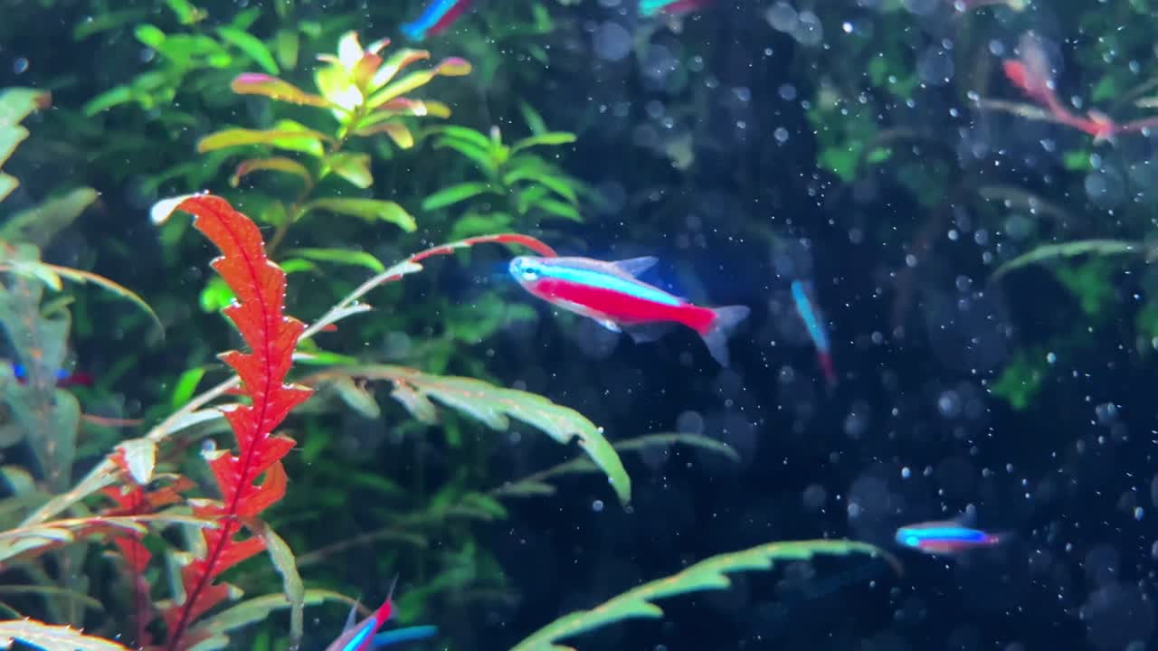 조용 한 수족관 장면 에서 활기찬 수생 식물 들 사이 에서 헤엄치는 다채로운 물고기 들