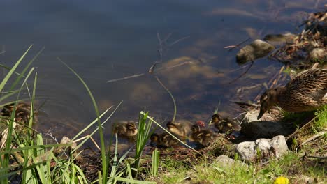 mother duck and ducklings by the water