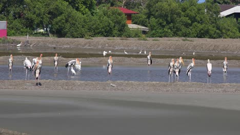 4k wildlife nature reserve with white birds and giant siberian cranes feeding on the salt lakes of phetchaburi, thailand