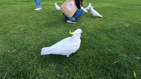 cockatoos and people interacting on grassy area