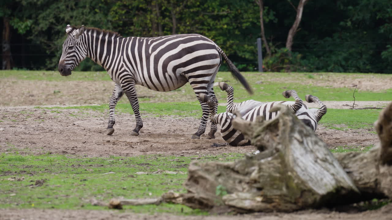 Zebra che gioca a terra, ripresa al rallentatore