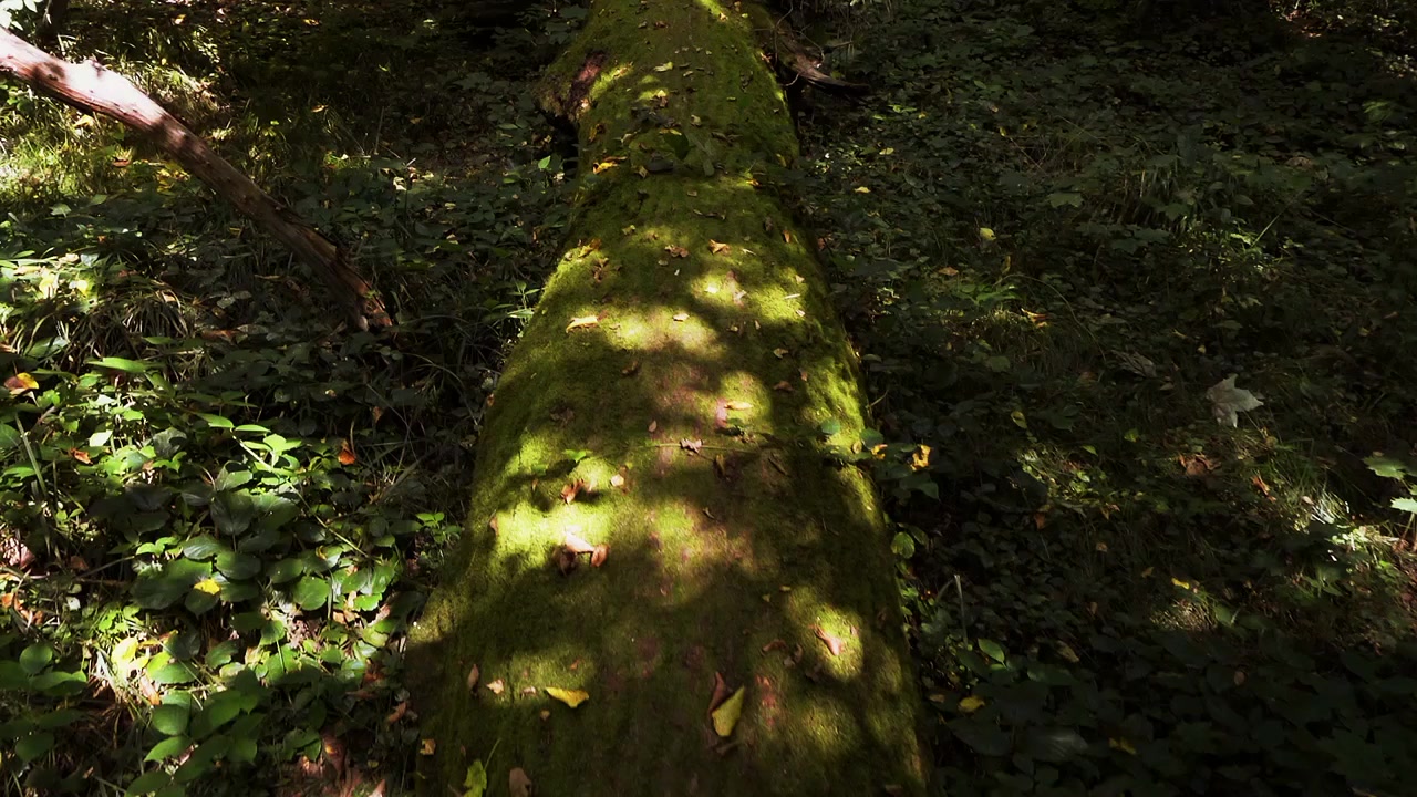 Un albero caduto nel bosco. Tronco d'albero nel muschio.
