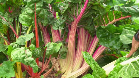 Beautiful-shot-of-hands-touching-fresh-kale-purple-vein-leaves-in-botanical-garden-vitamin-K-healthy-leafy-green