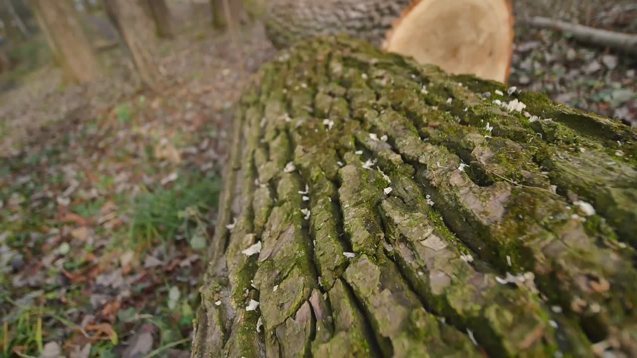 closeup of a larch wood cut down a big old tree