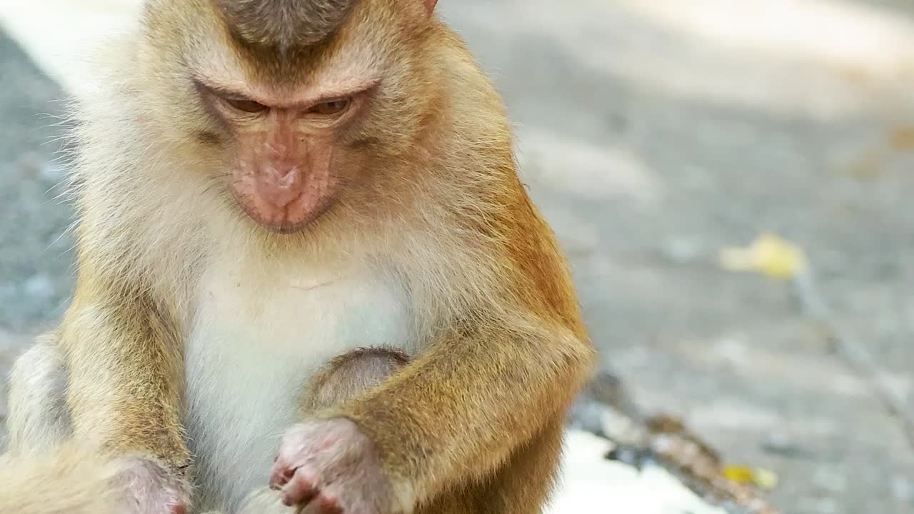 A focused macaque monkey sits on a sunlit pavement, carefully grooming itself in Phuket