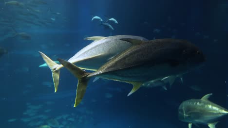 fish swimming together in a large aquarium