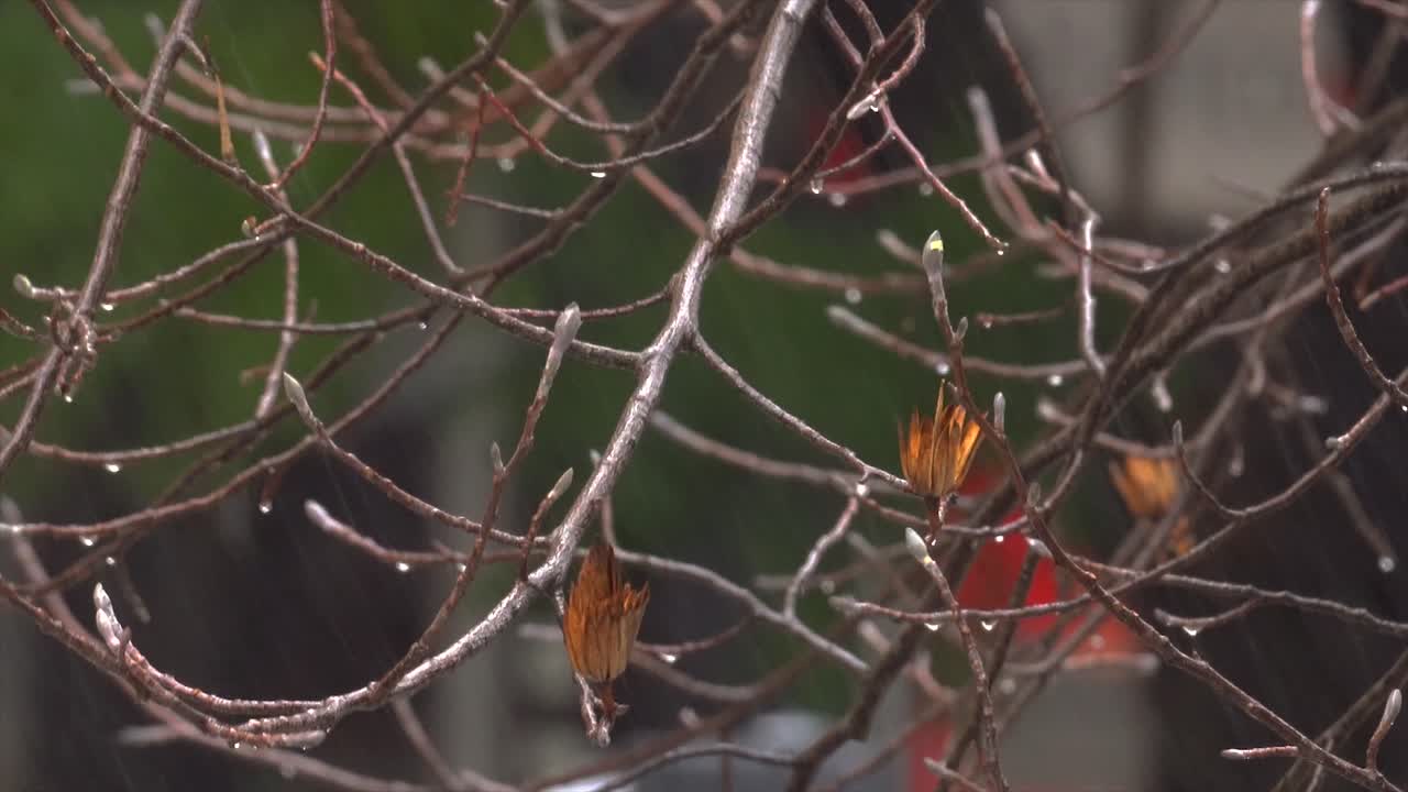 빗방울과 함께 겨울에 부서지는 아름다운 나무 잎