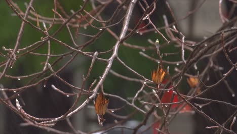 Hermosas-Hojas-De-árboles-Que-Revientan-En-Invierno-Con-Gotas-De-Lluvia