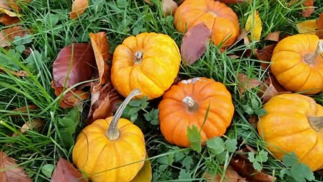grupo de pequeñas calabazas orgánicas cosechadas dispersas en el césped de otoño al aire libre