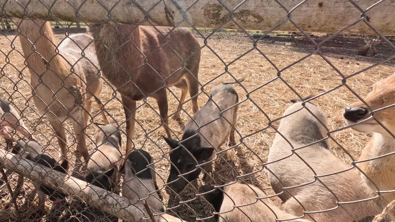 alimentando a los ciervos con rebanadas de zanahoria a través de una valla de alambre.