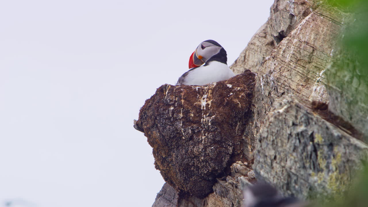Atlantic puffin nesting on a rocky cliff on Hornøya Island, Vardø, Finnmark, Norway. Strong Arctic winds sweep across the nest, capturing raw northern wildlife and rugged coastal nature
