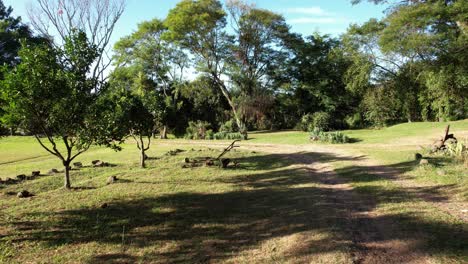 backward movement with drone low to the ground, crossing trees in a beautiful landscape in uruguay