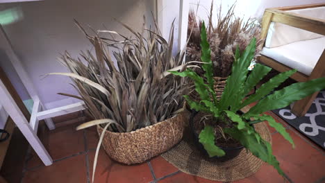 dense green plants in woven baskets, part of cozy interior decoration, vibrant, natural style