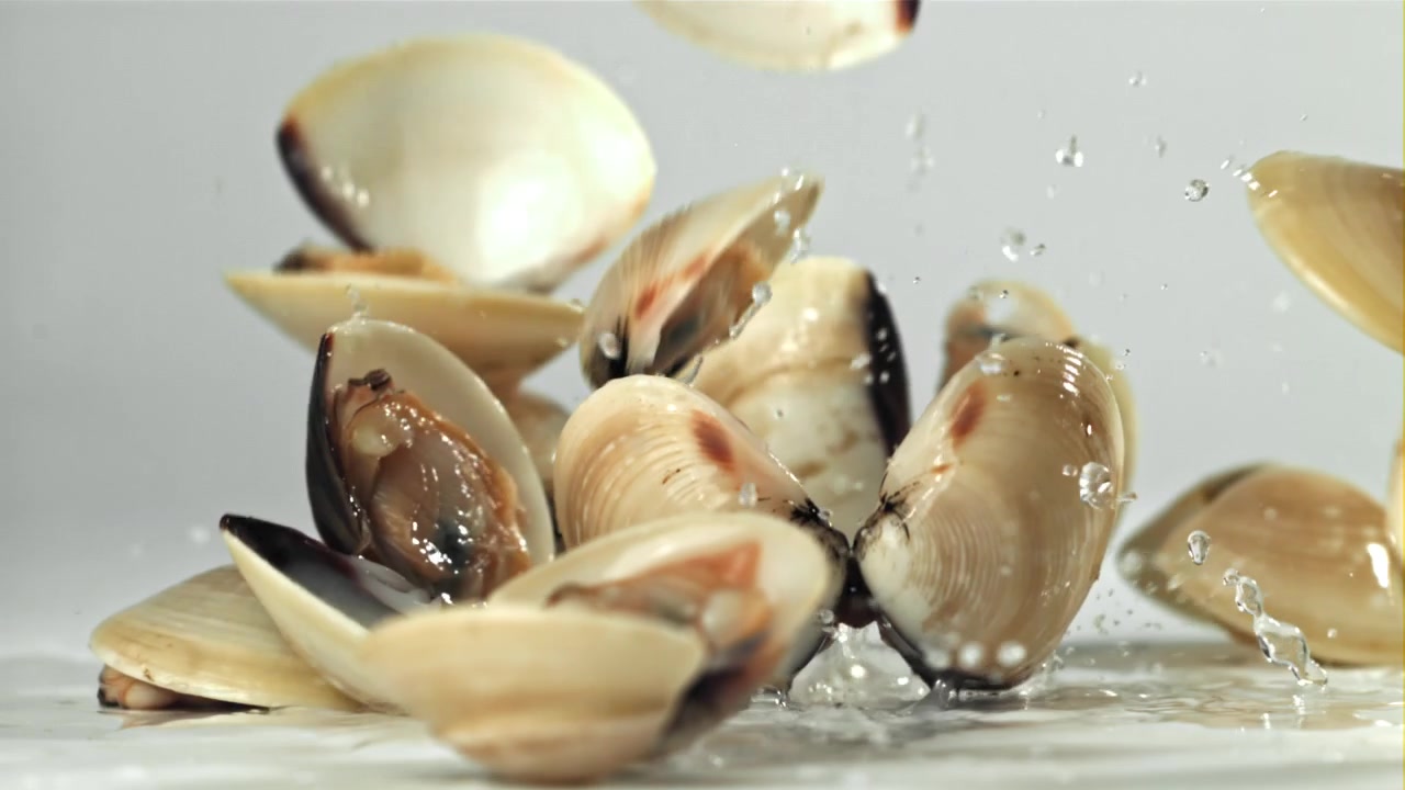 Fresh Clams Falling and Splashing Water on a White Background in Slow Motion