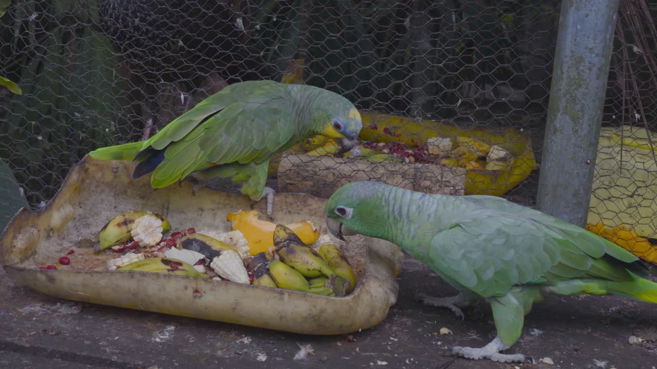 Rescued parrots in a wildlife rehabilitation center feeding on fruits and seeds. A serene and natural environment for animal recovery and environmental education.
