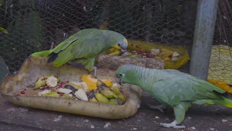 rescued parrots in a wildlife rehabilitation center feeding on fruits and seeds. a serene and natural environment for animal recovery and environmental education.