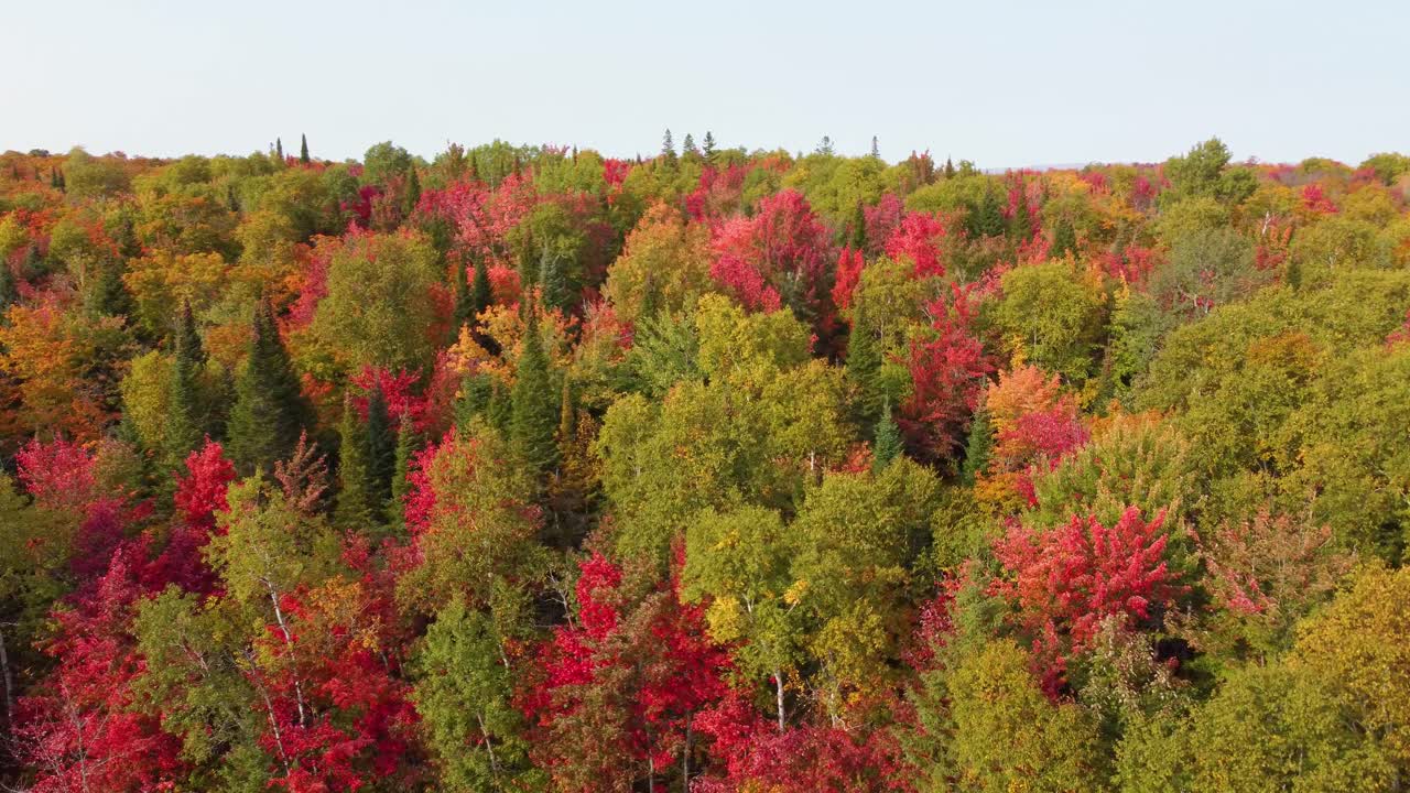 vista aérea sobre un bosque con una hermosa paleta de colores de otoño